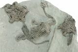 Fossil Crinoid Plate (Nine Species) - Crawfordsville, Indiana #231996-9
